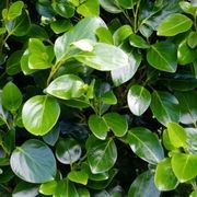 Griselinia 'Ardmore Emerald' instant hedge. gallery detail image