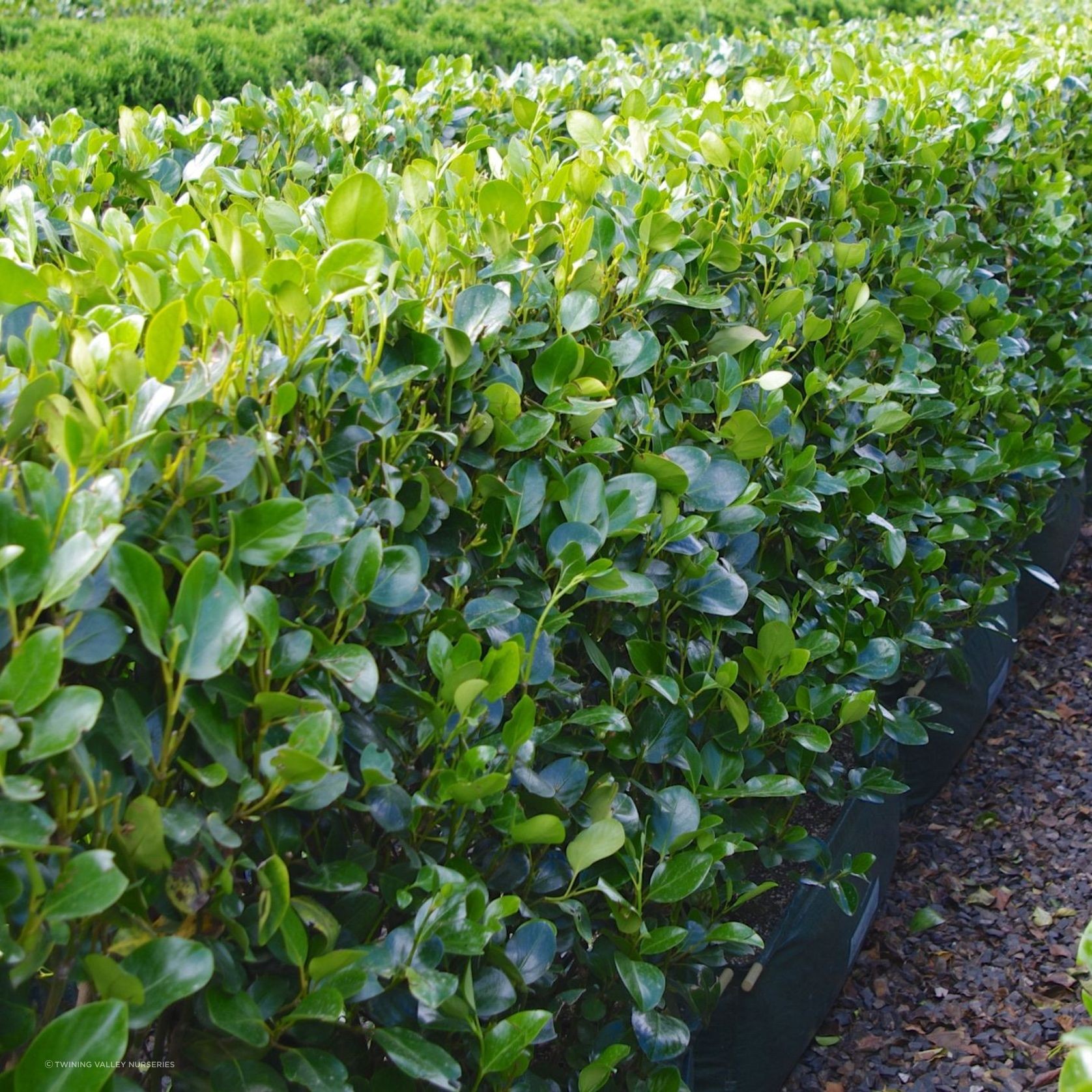 Griselinia 'Ardmore Emerald' instant hedge. gallery detail image