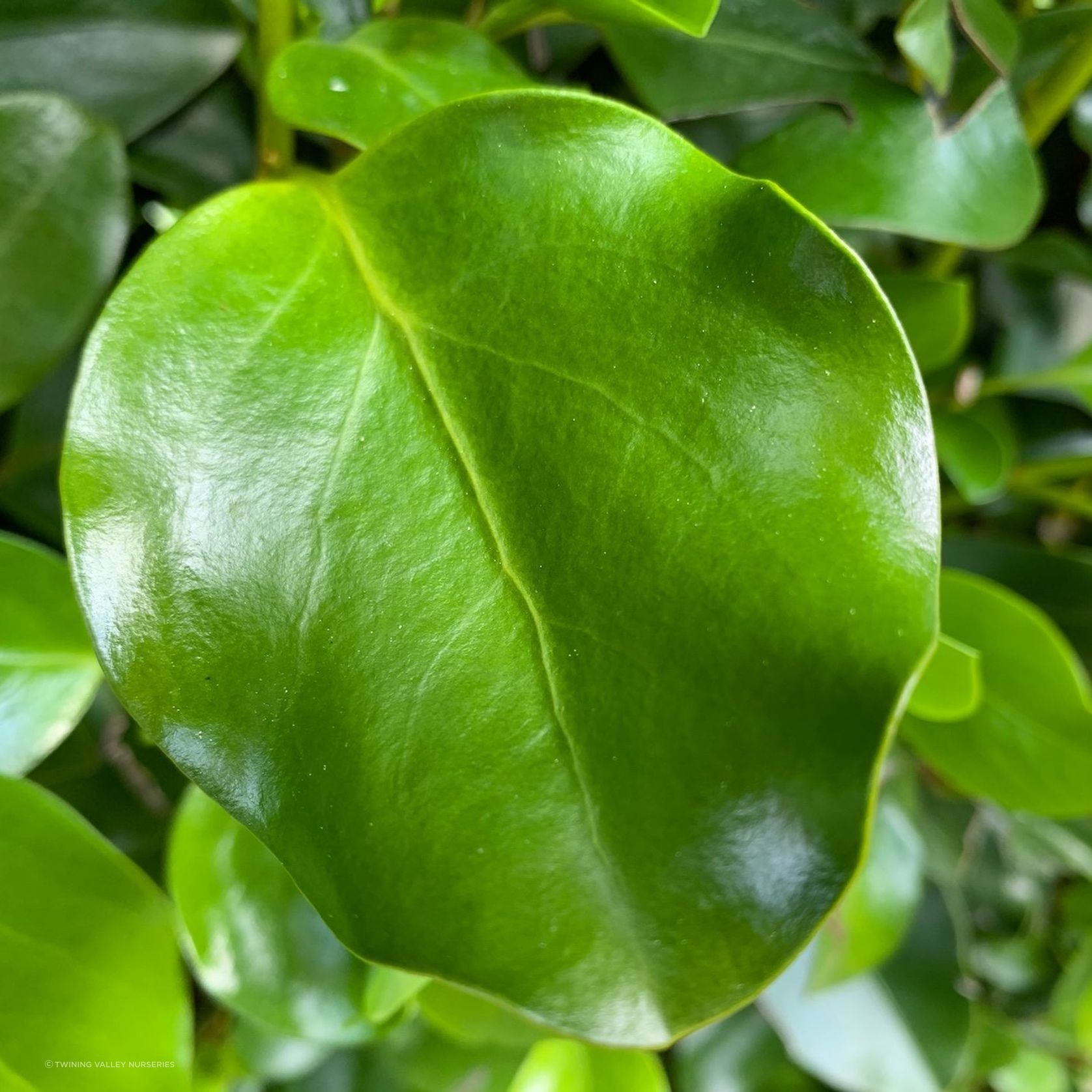Griselinia 'Broadway Mint' instant hedge. gallery detail image