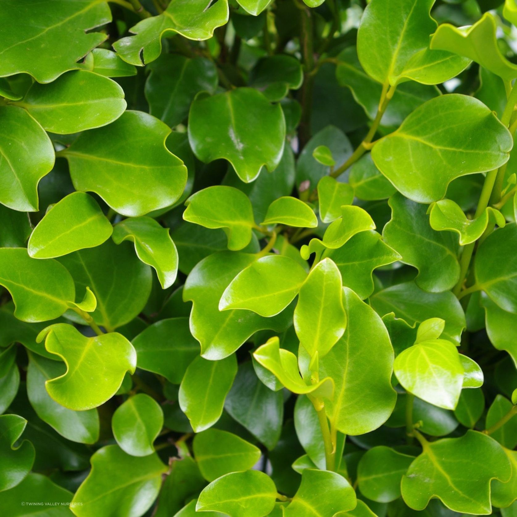 Griselinia 'Broadway Mint' instant hedge. gallery detail image