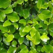 Griselinia 'Broadway Mint' instant hedge. gallery detail image