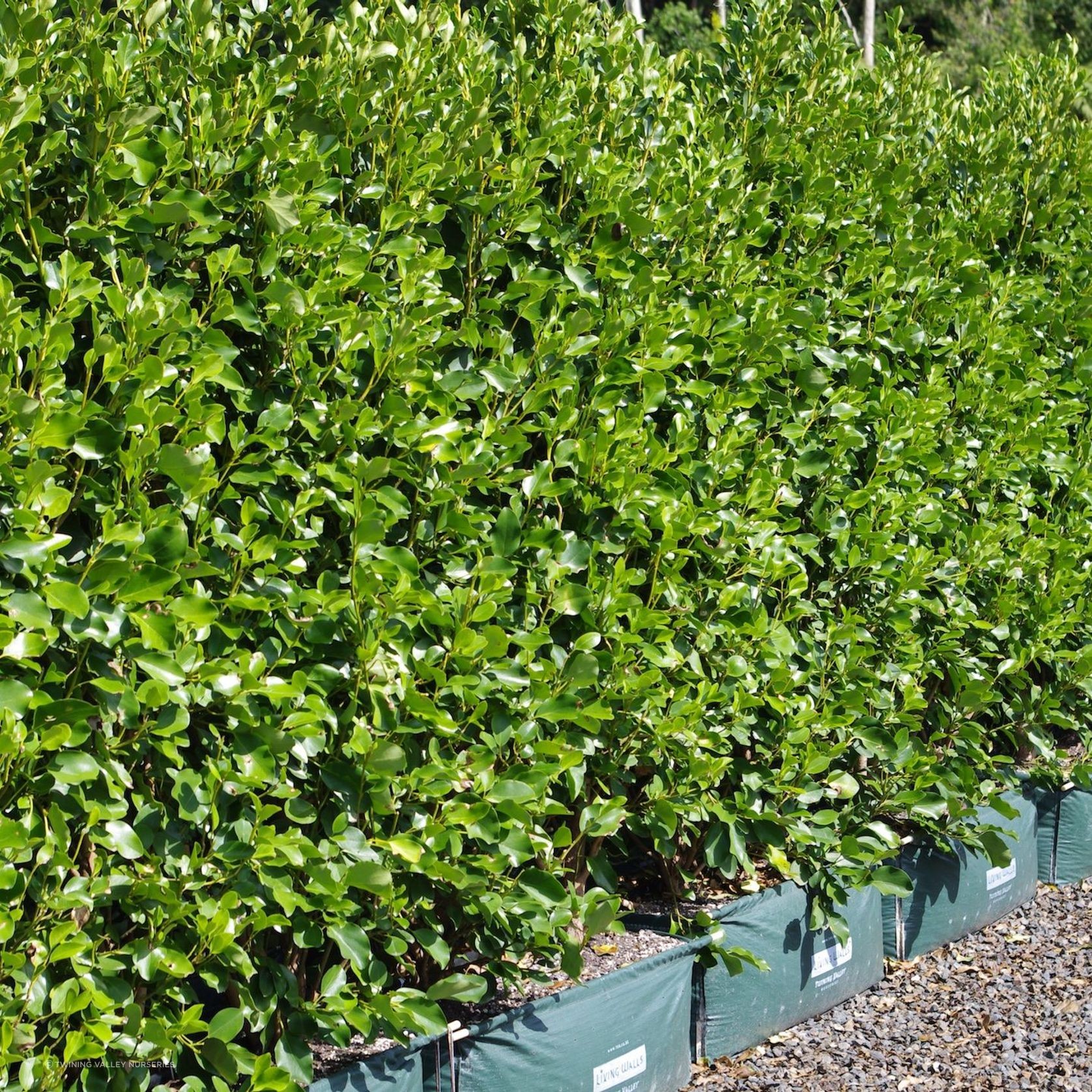 Griselinia 'Broadway Mint' instant hedge. gallery detail image