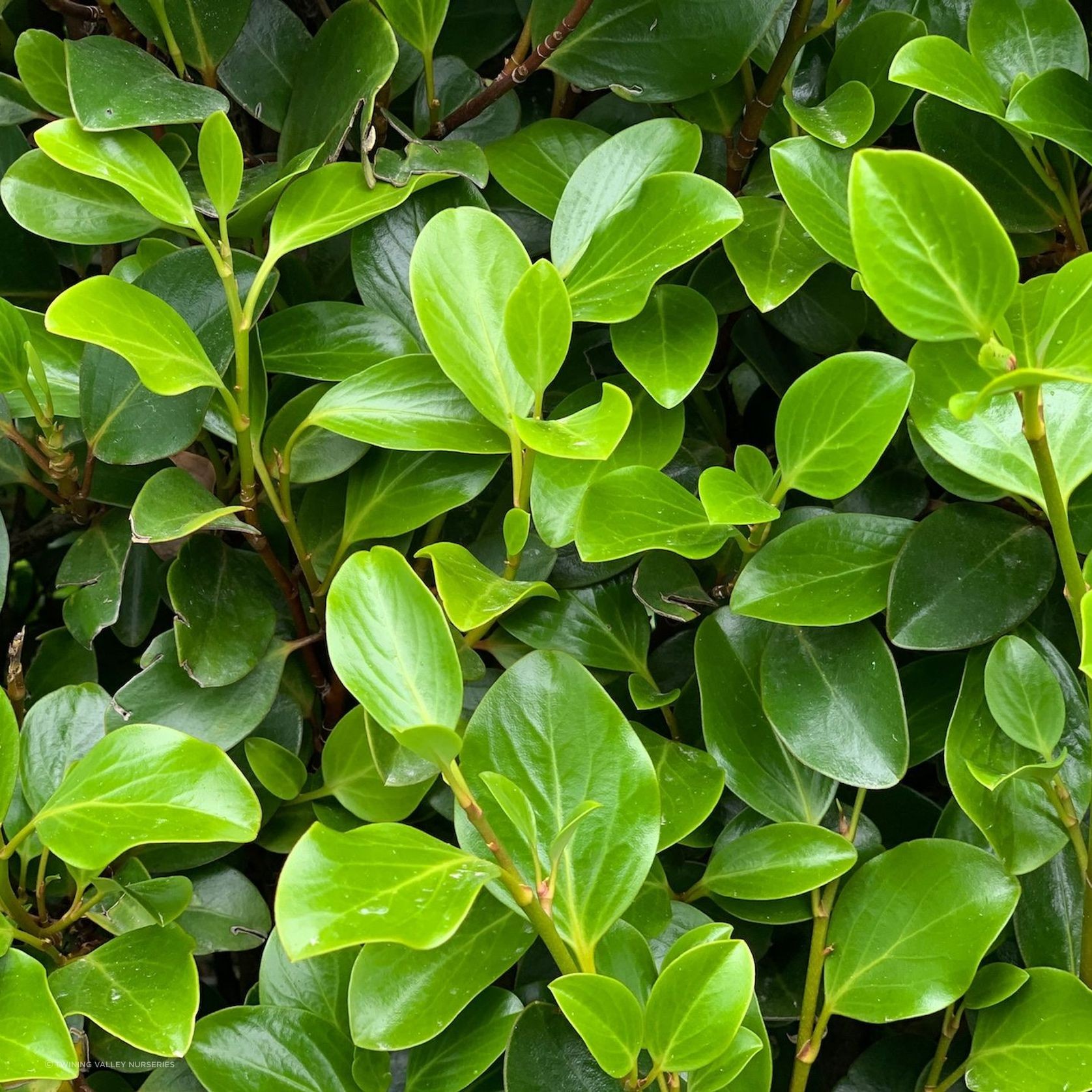 Griselinia 'Canterbury' instant hedge. gallery detail image