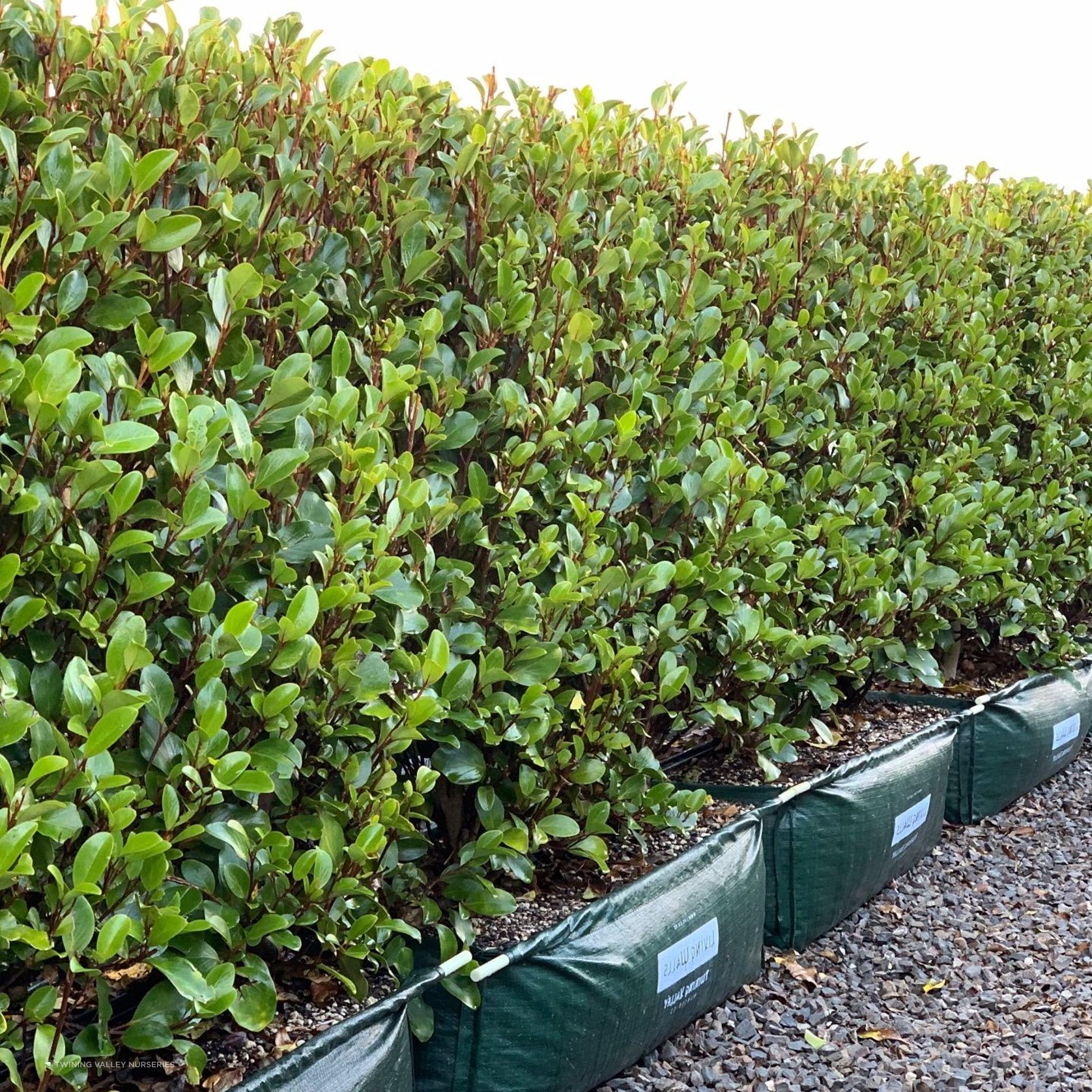 Griselinia 'Canterbury' instant hedge. gallery detail image