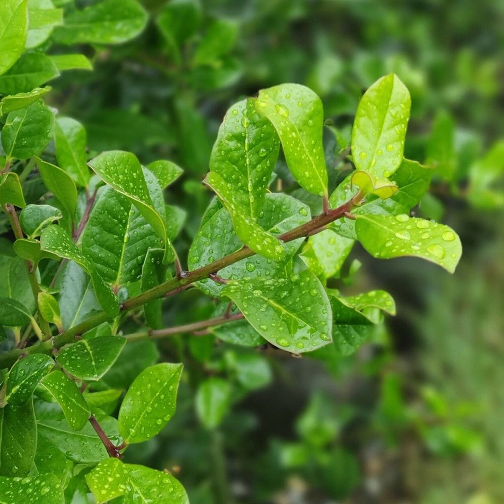 Ilex altaclerensis 'Hendersonii' | Smooth Leaf Holly gallery detail image
