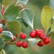 Ilex altaclerensis 'Hendersonii' | Smooth Leaf Holly gallery detail image