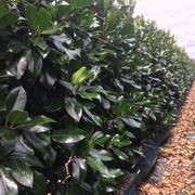 Ilex 'Black Shadow' instant hedge. gallery detail image