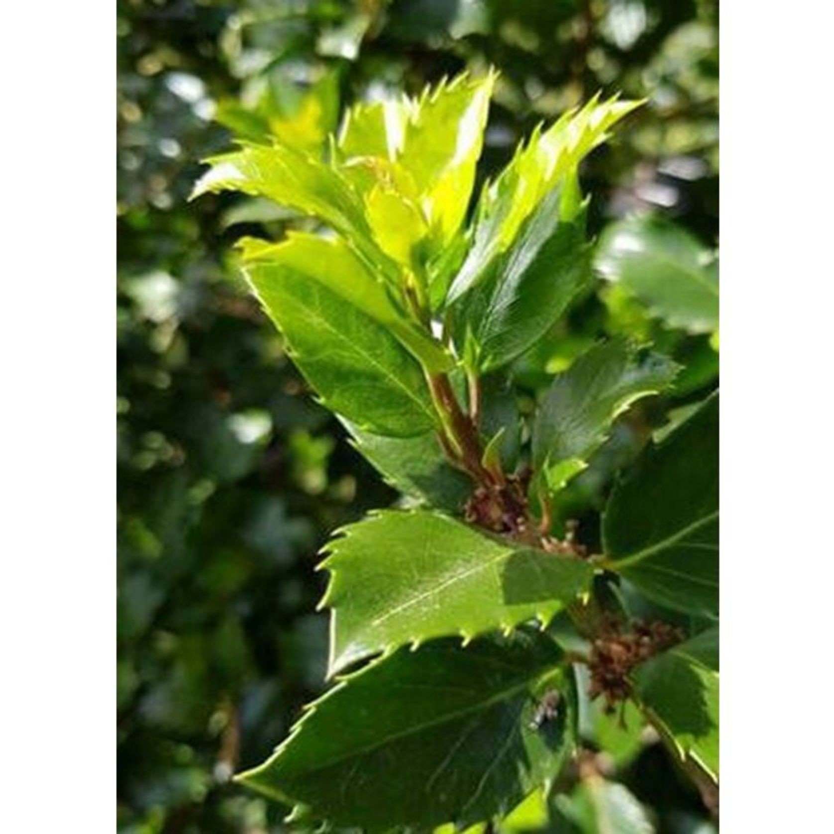 Ilex meserveae 'Blue Prince' | Sterile Blue-green Holly gallery detail image