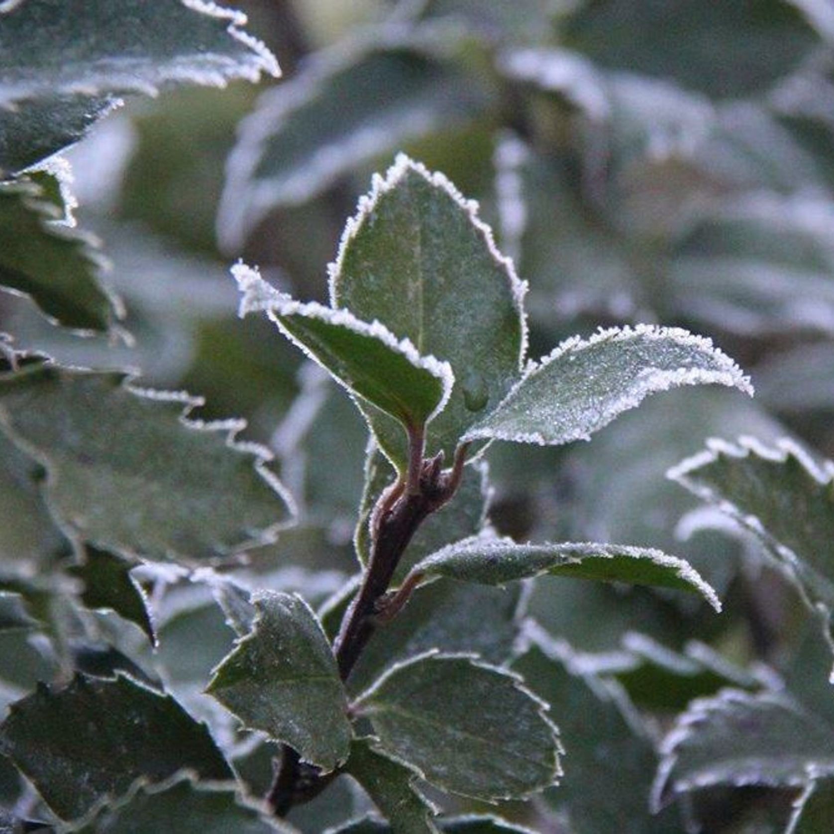 Ilex meserveae 'Blue Prince' | Sterile Blue-green Holly gallery detail image