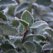 Ilex meserveae 'Blue Prince' | Sterile Blue-green Holly gallery detail image