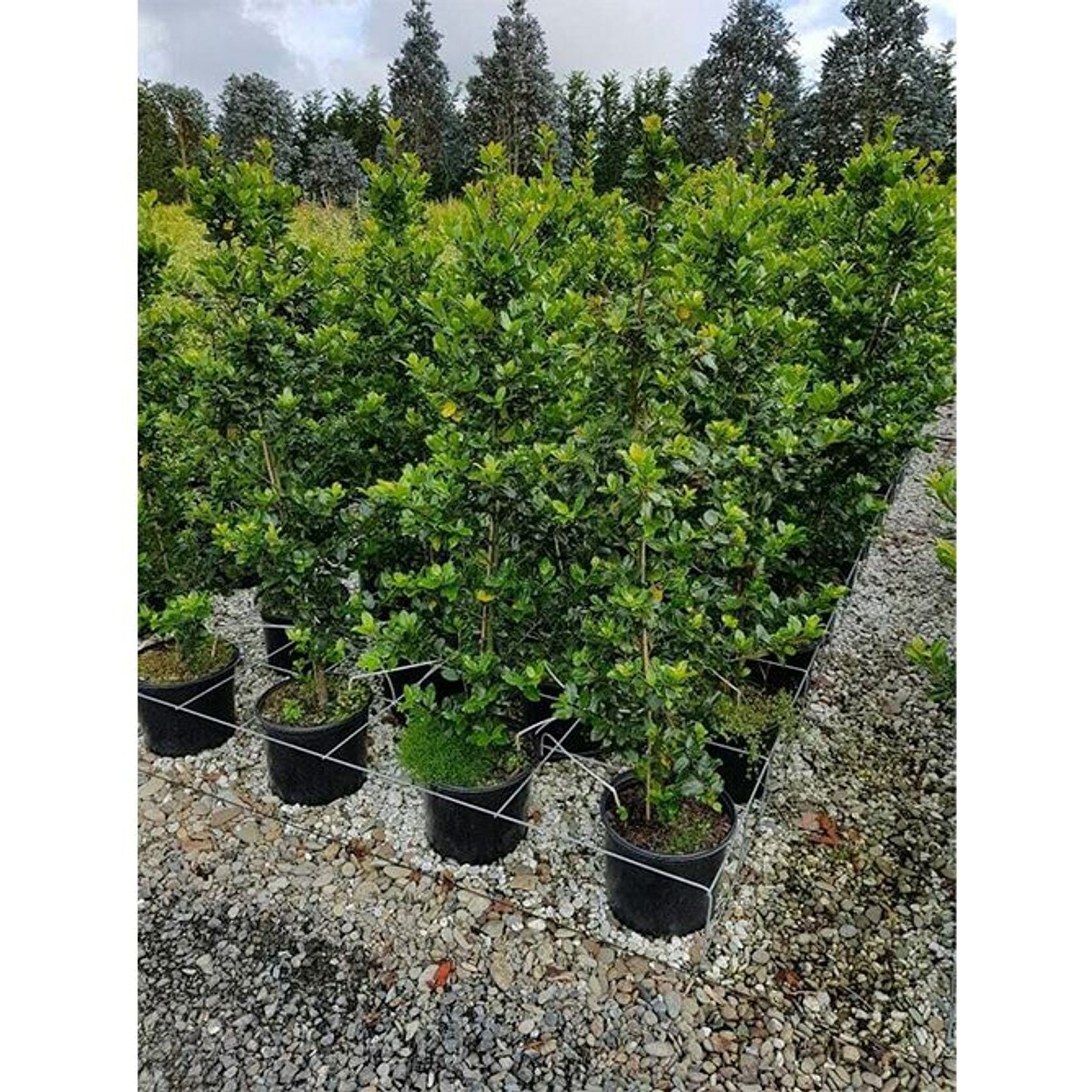 Ilex meserveae 'Blue Prince' | Sterile Blue-green Holly gallery detail image