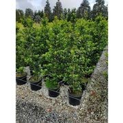 Ilex meserveae 'Blue Prince' | Sterile Blue-green Holly gallery detail image