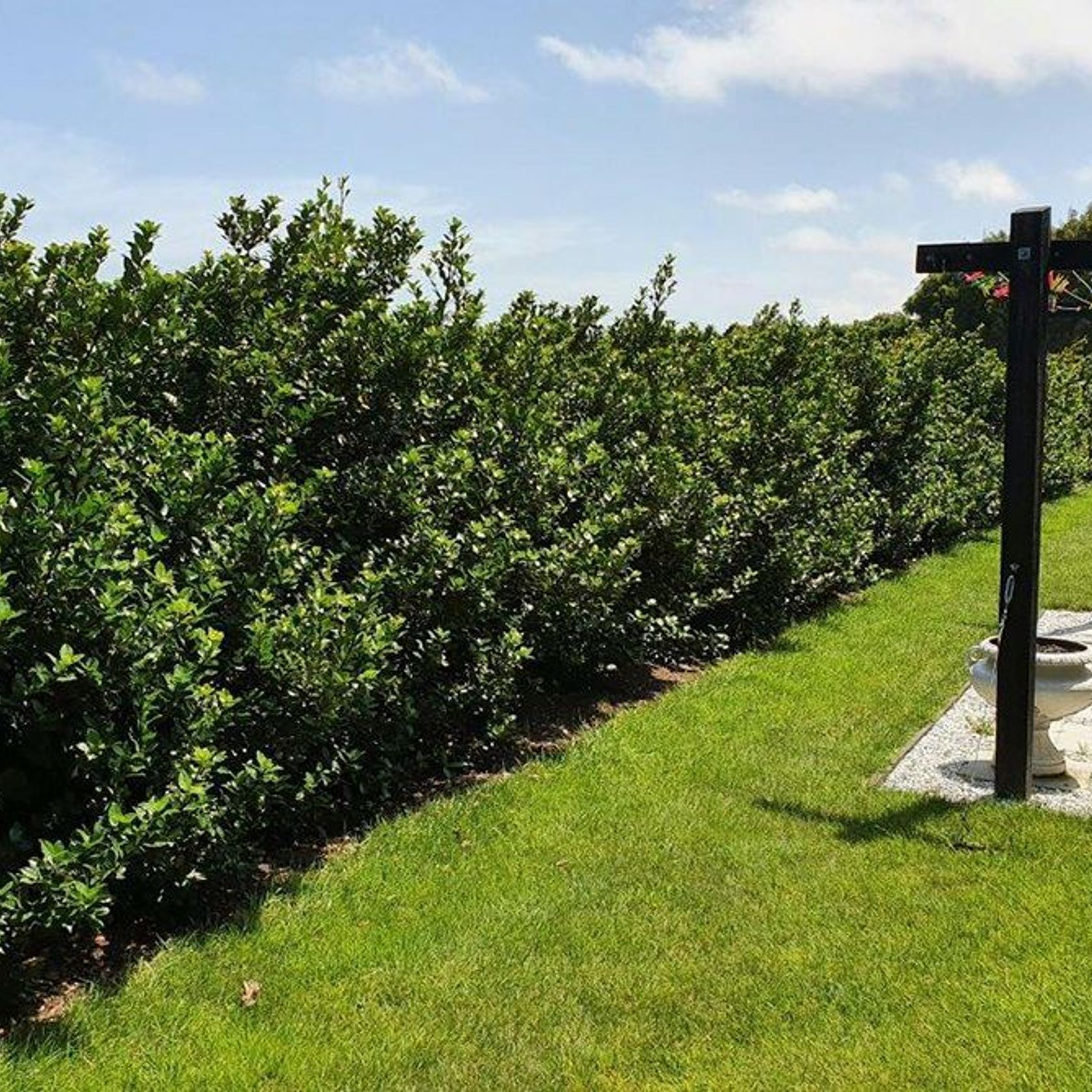 Ilex meserveae 'Blue Prince' | Sterile Blue-green Holly gallery detail image
