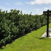 Ilex meserveae 'Blue Prince' | Sterile Blue-green Holly gallery detail image