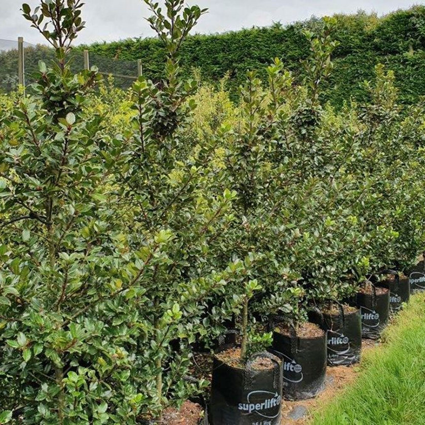 Ilex meserveae 'Blue Prince' | Sterile Blue-green Holly gallery detail image