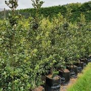 Ilex meserveae 'Blue Prince' | Sterile Blue-green Holly gallery detail image
