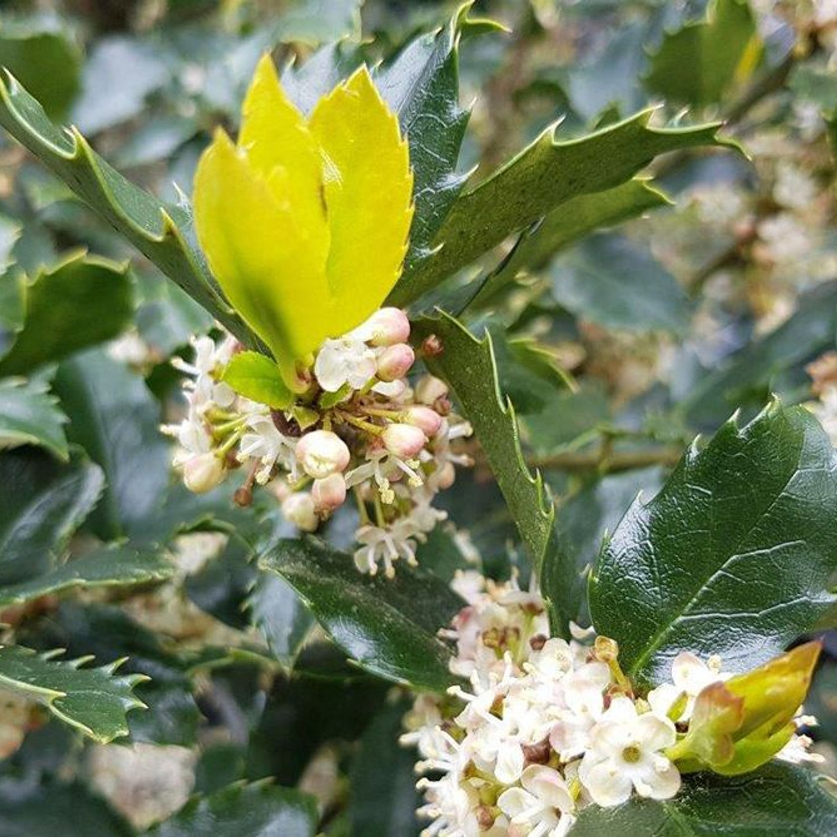 Ilex meserveae 'Blue Prince' | Sterile Blue-green Holly gallery detail image