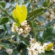 Ilex meserveae 'Blue Prince' | Sterile Blue-green Holly gallery detail image