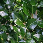 Ilex ‘Hendersonii’ instant hedge. gallery detail image