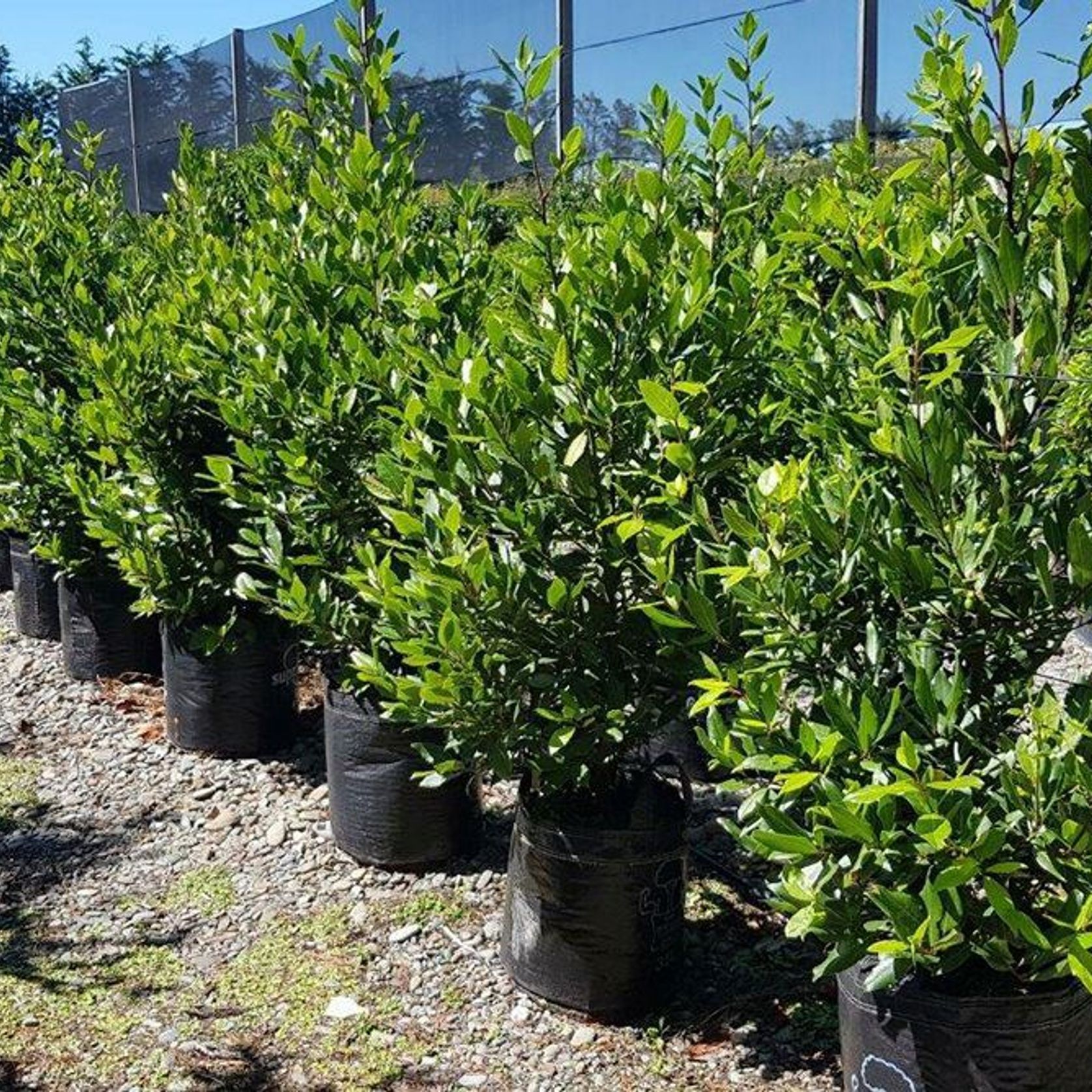 Laurus nobilis | Bay Laurel Tree gallery detail image