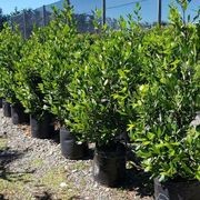 Laurus nobilis | Bay Laurel Tree gallery detail image