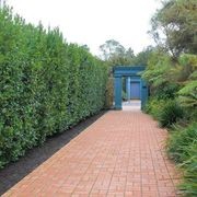 Laurus nobilis | Bay Laurel Tree gallery detail image