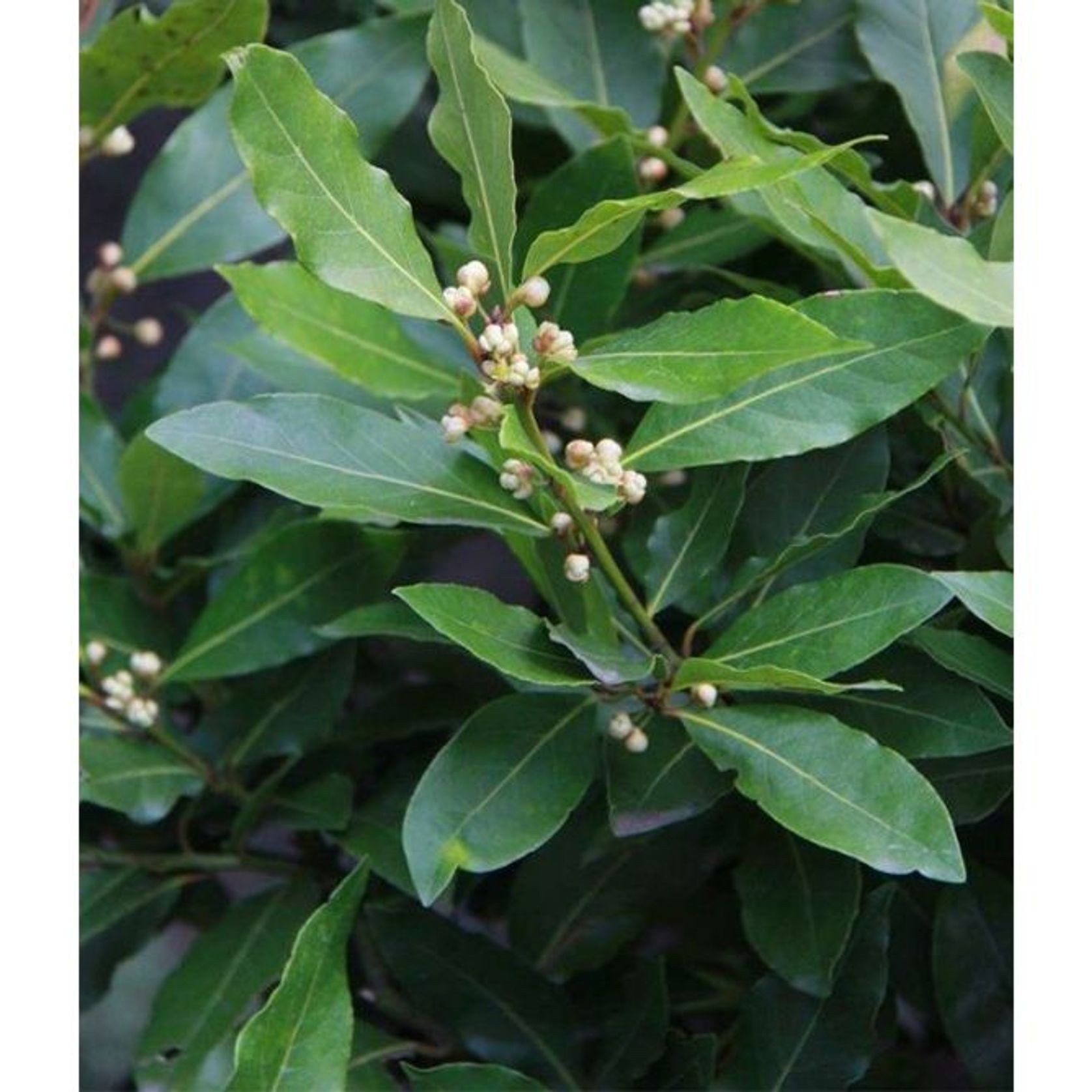 Laurus nobilis | Bay Laurel Tree gallery detail image