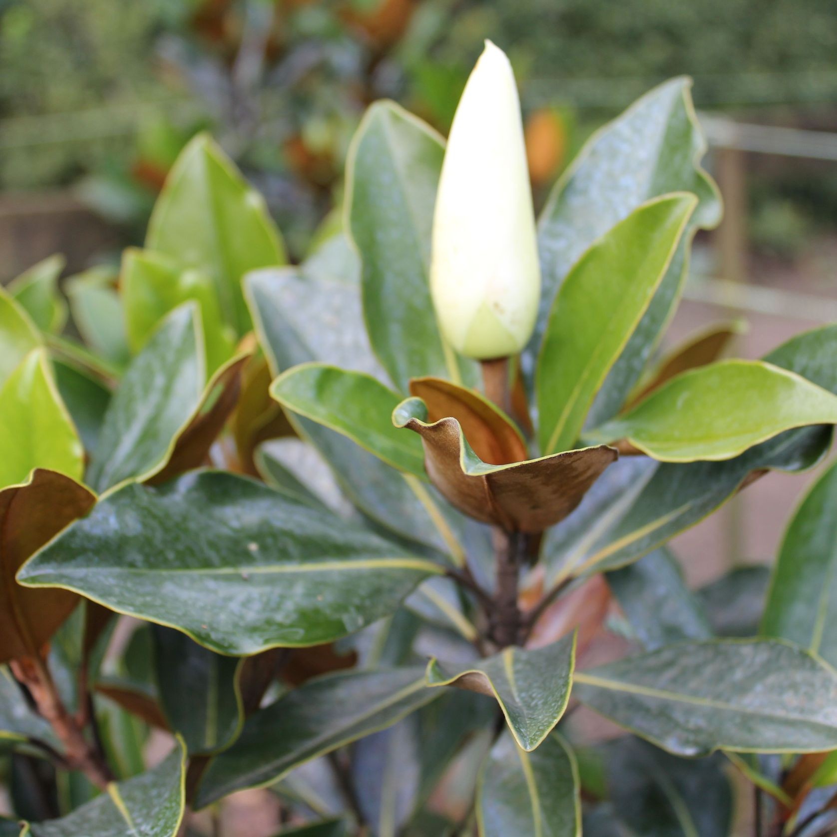 Magnolia Grandiflora 'Little Gem' / Southern Magnolia Cultivar gallery detail image
