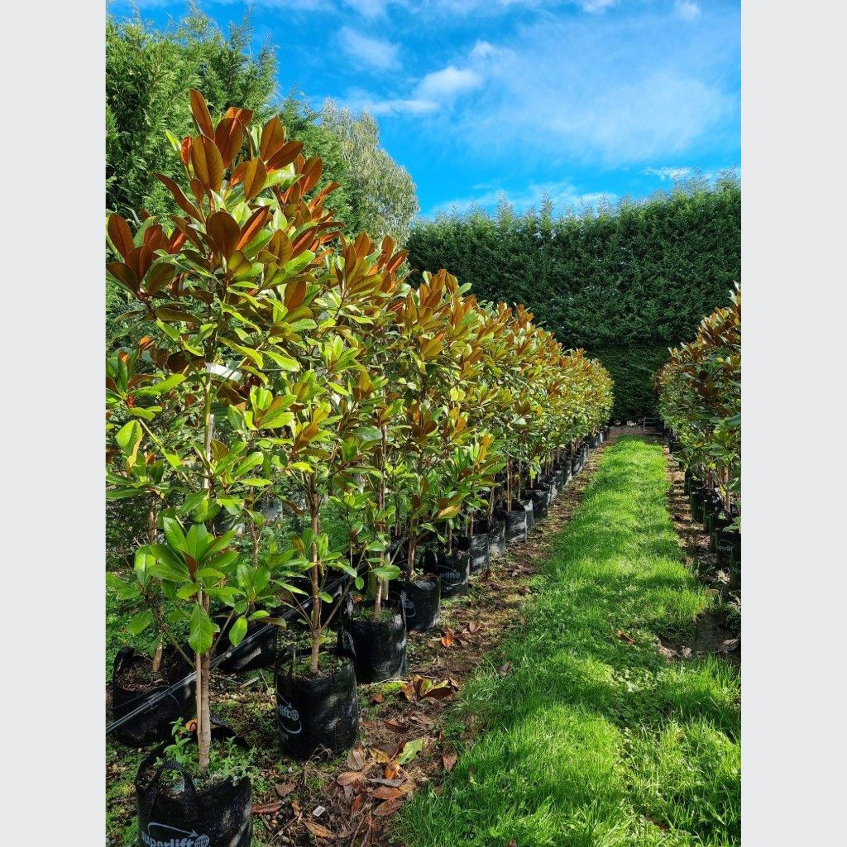 Magnolia grandiflora 'Blanchard' | Evergreen Magnolia gallery detail image