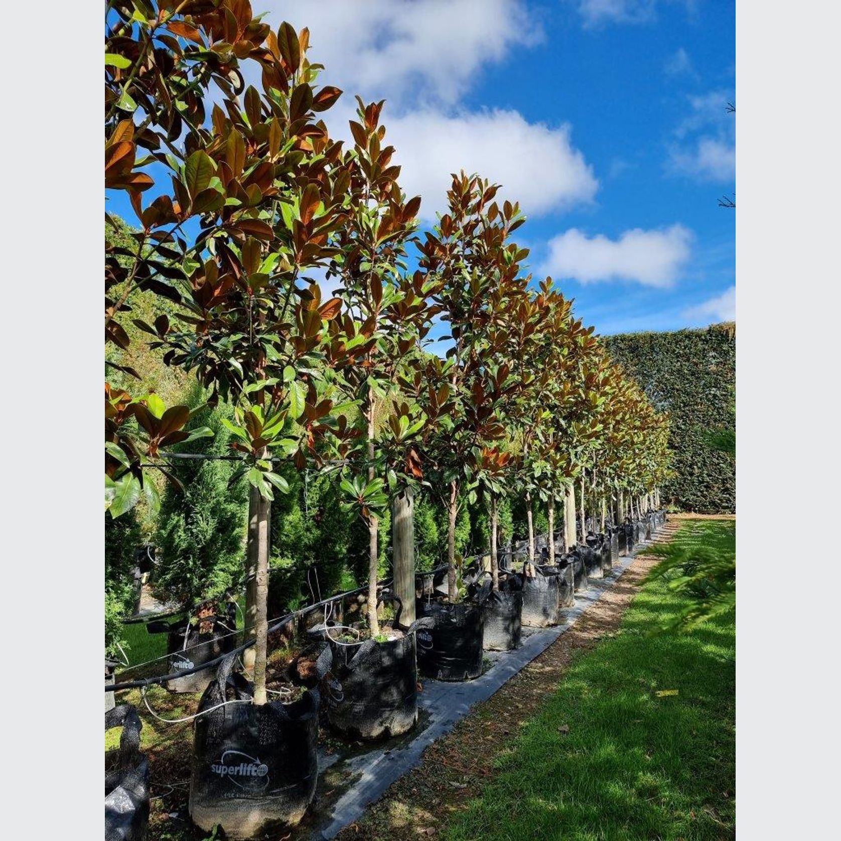 Magnolia grandiflora 'Blanchard' | Evergreen Magnolia gallery detail image