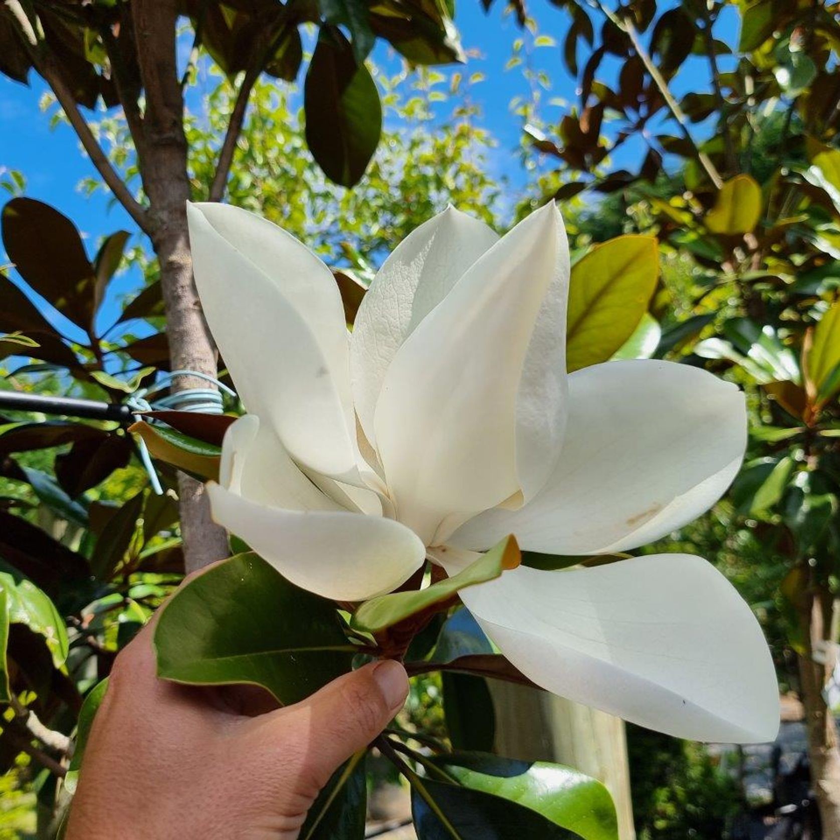 Magnolia grandiflora 'Blanchard' | Evergreen Magnolia gallery detail image