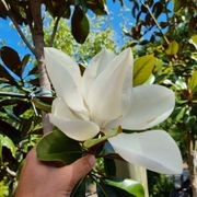 Magnolia grandiflora 'Blanchard' | Evergreen Magnolia gallery detail image
