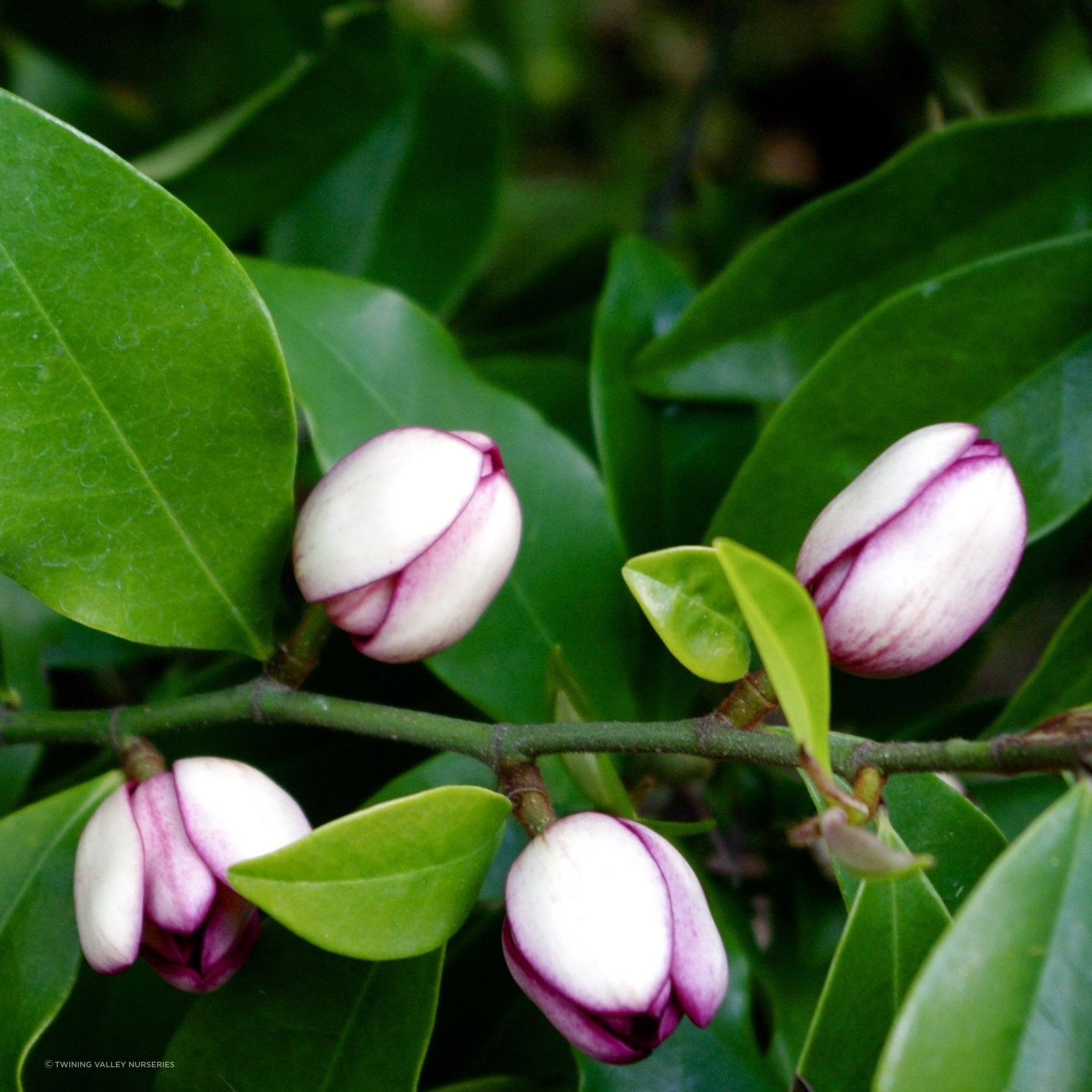 Michelia figo (Port Wine magnolia) instant hedge. gallery detail image