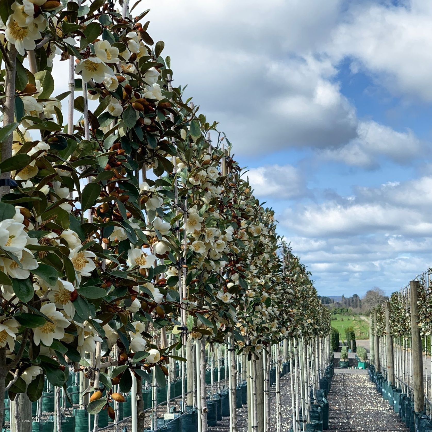 Pleached Screen – Designer Instant Hedge. gallery detail image