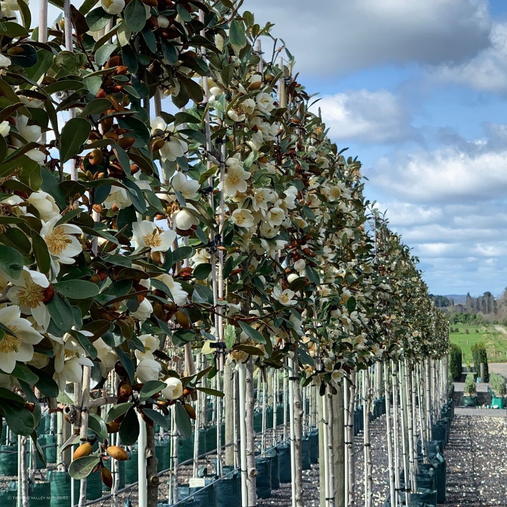 Pleached Screen – Designer Instant Hedge. gallery detail image