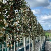 Pleached Screen – Designer Instant Hedge. gallery detail image