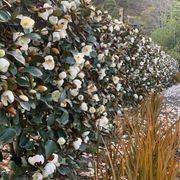 Michelia gracipes instant hedge. gallery detail image