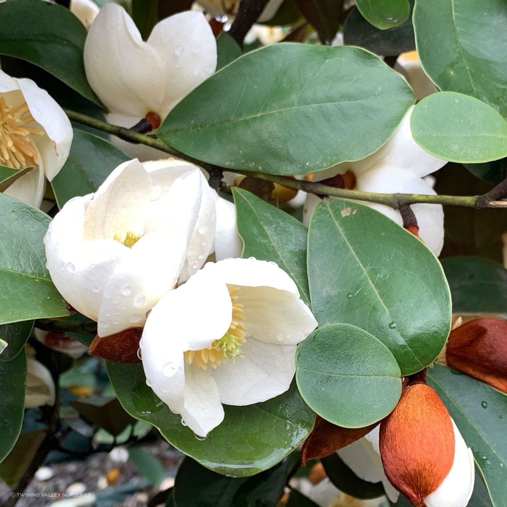 Michelia gracipes instant hedge gallery detail image