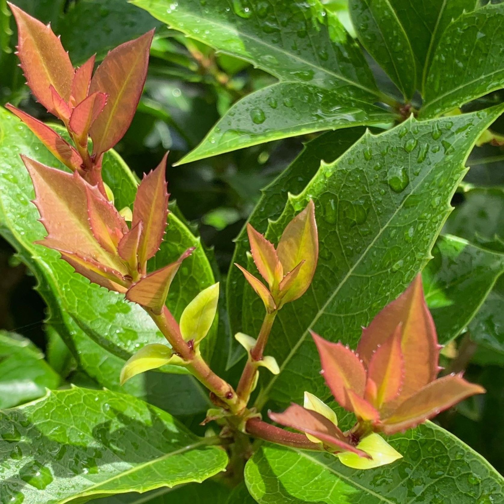 Osmanthus fragrans instant hedge. gallery detail image