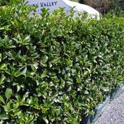Osmanthus fragrans instant hedge. gallery detail image