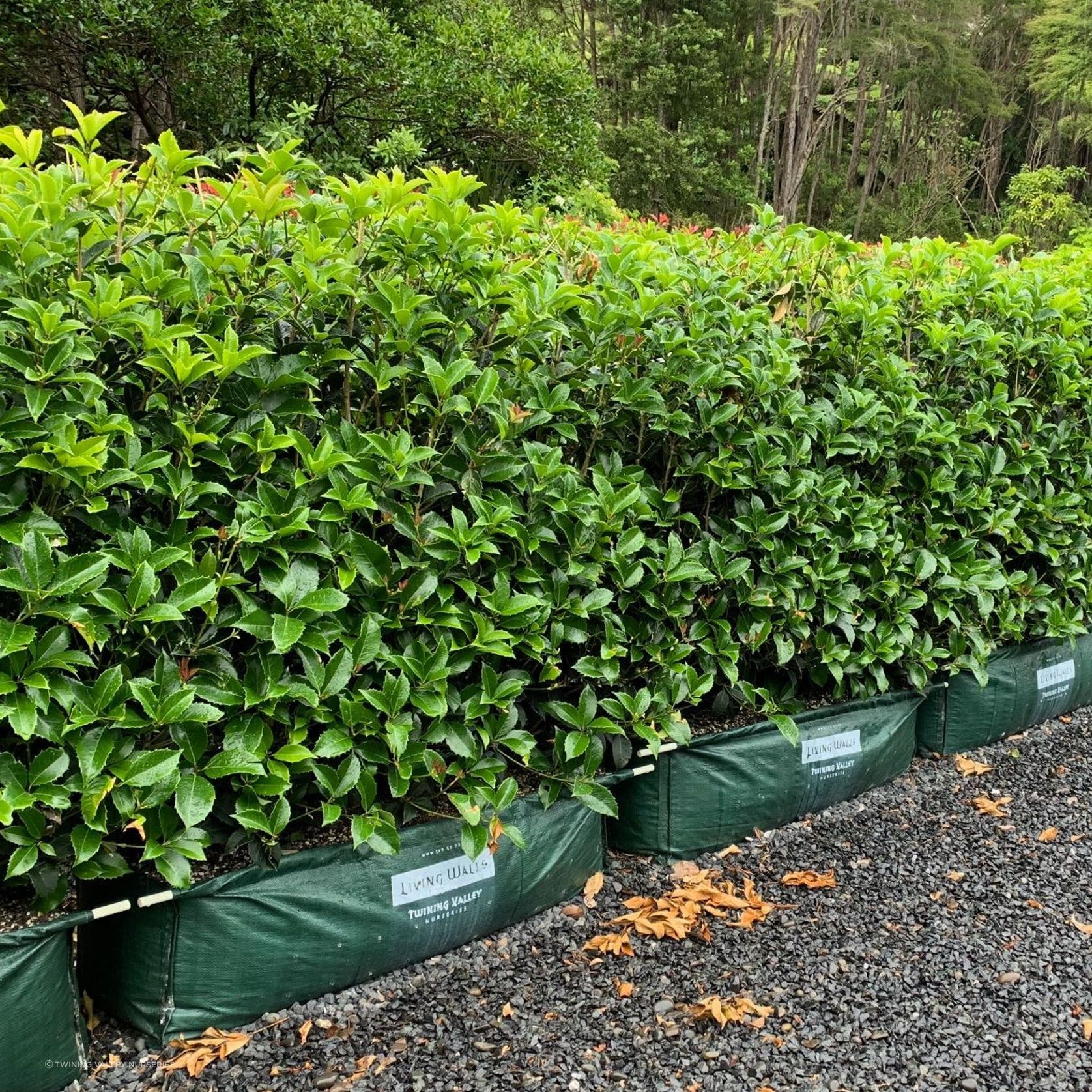 Osmanthus fragrans instant hedge. gallery detail image