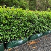 Osmanthus fragrans instant hedge. gallery detail image