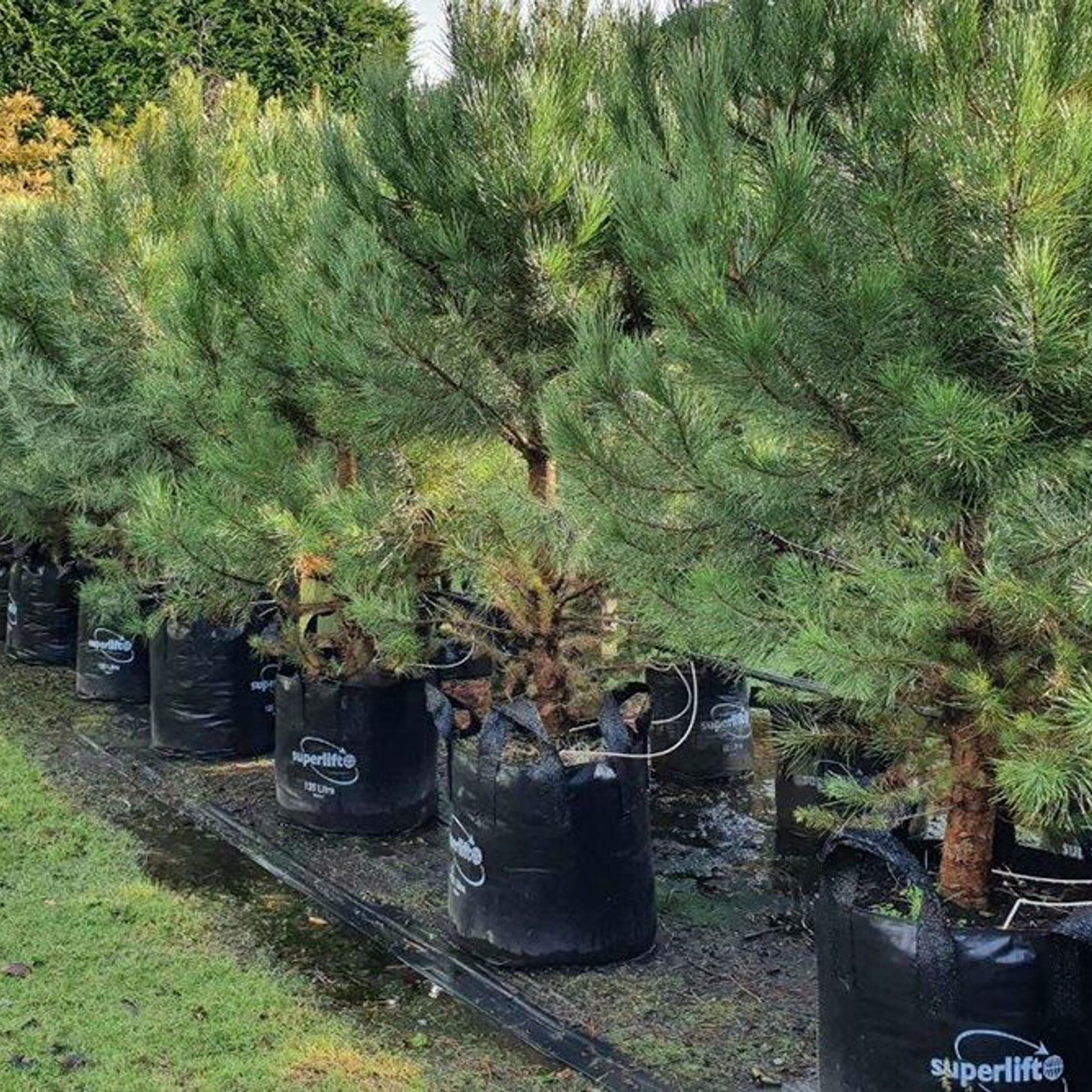 Pinus pinea | Italian Stone Pine | ArchiPro NZ