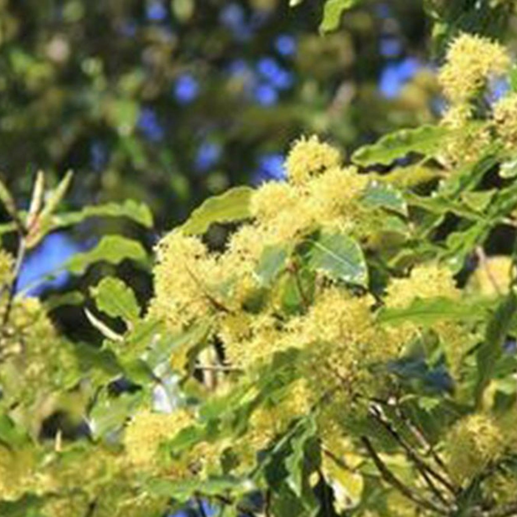 Pittosporum eugenioides | Native Lemonwood gallery detail image