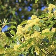 Pittosporum eugenioides | Native Lemonwood gallery detail image