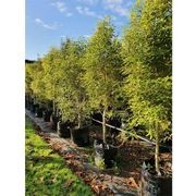 Pittosporum eugenioides | Native Lemonwood gallery detail image