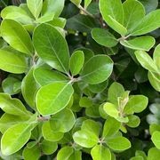 Pittosporum ‘Green Lustre’ instant hedge. gallery detail image