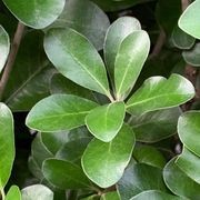 Pittosporum ‘Green Lustre’ instant hedge. gallery detail image