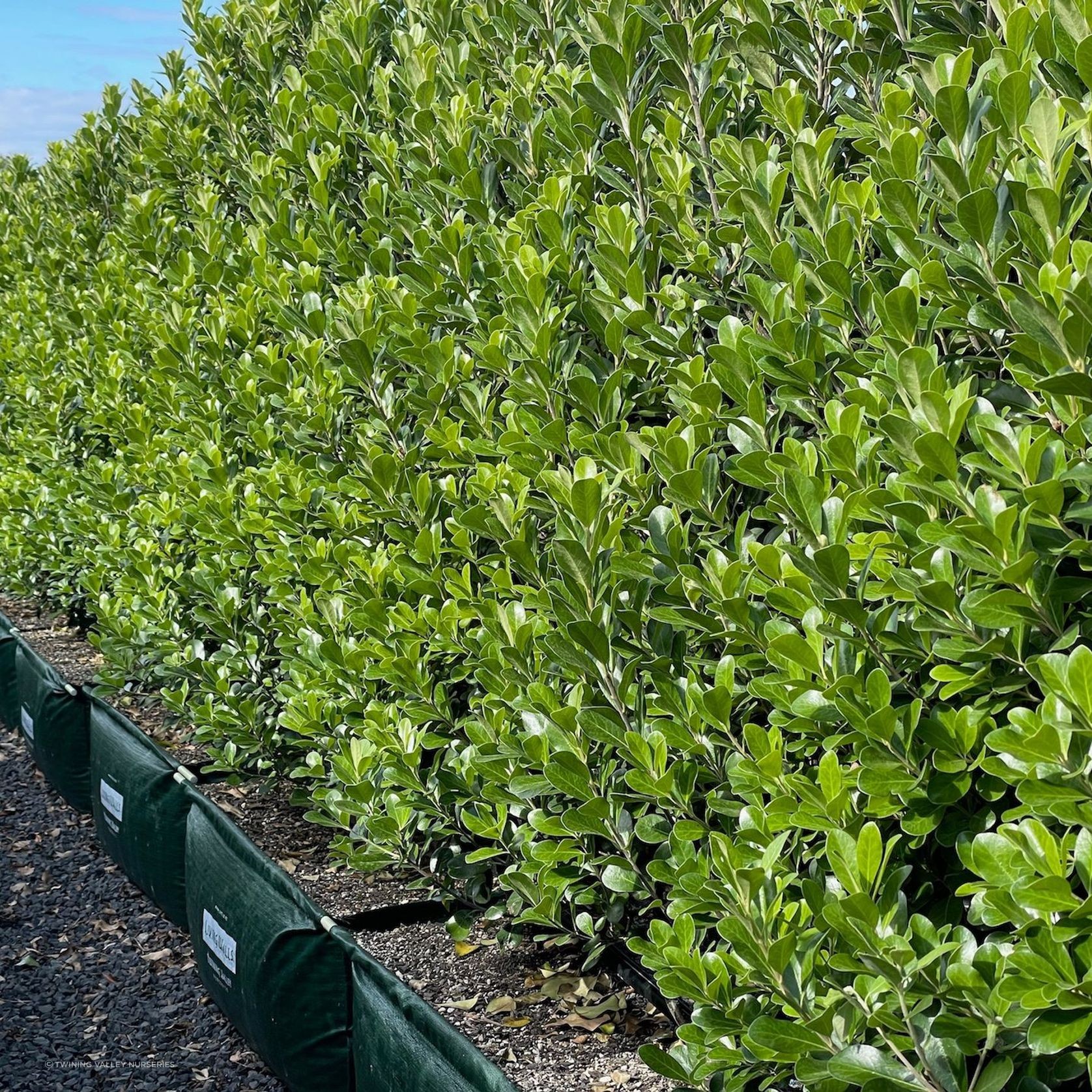 Pittosporum ‘Green Lustre’ instant hedge. gallery detail image