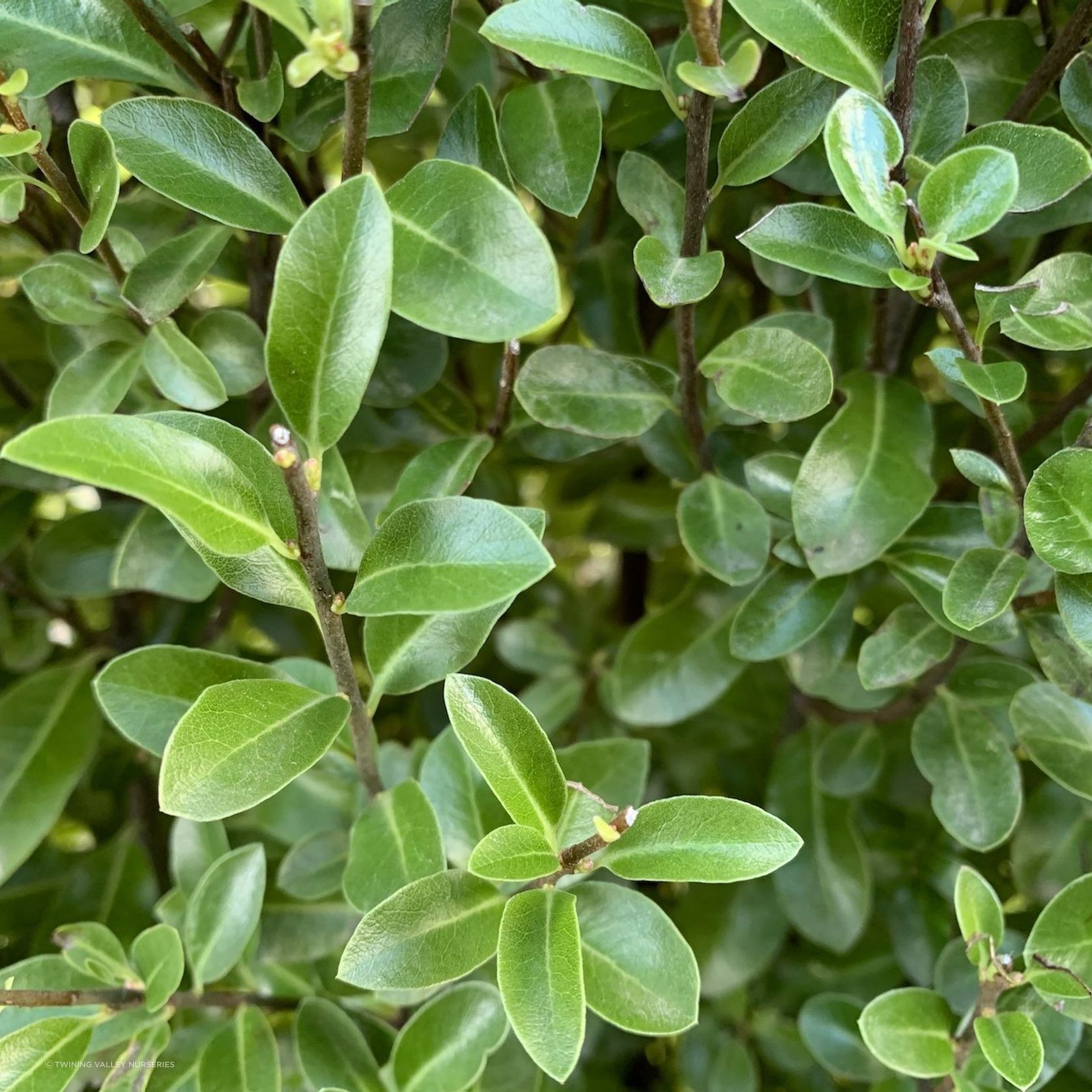 Pittosporum 'Jade' instant hedge. gallery detail image